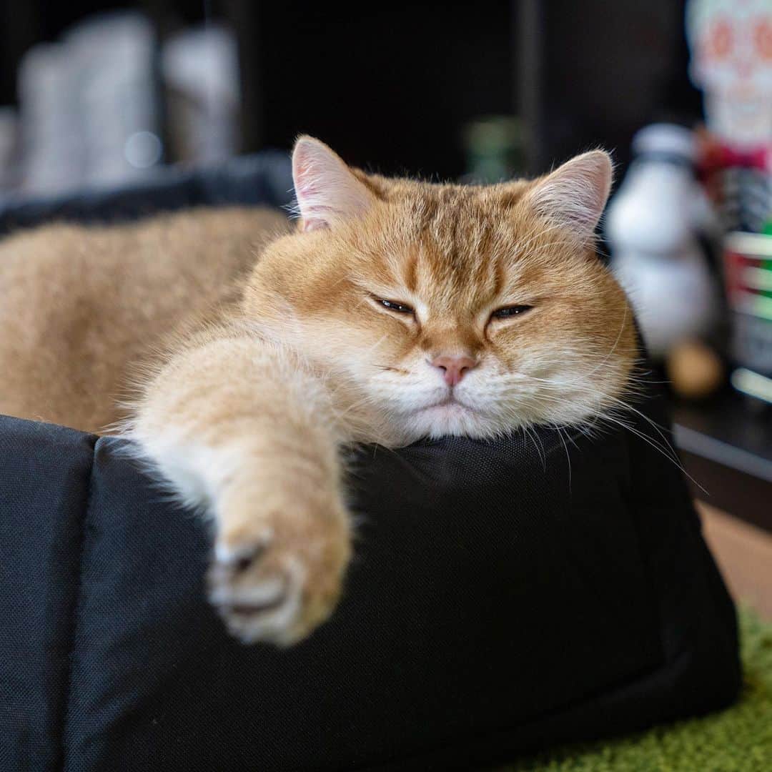 Hosicoさんのインスタグラム写真 - (HosicoInstagram)「Sleeping maneki-neko fulfills wishes 🧧」6月10日 17時00分 - hosico_cat