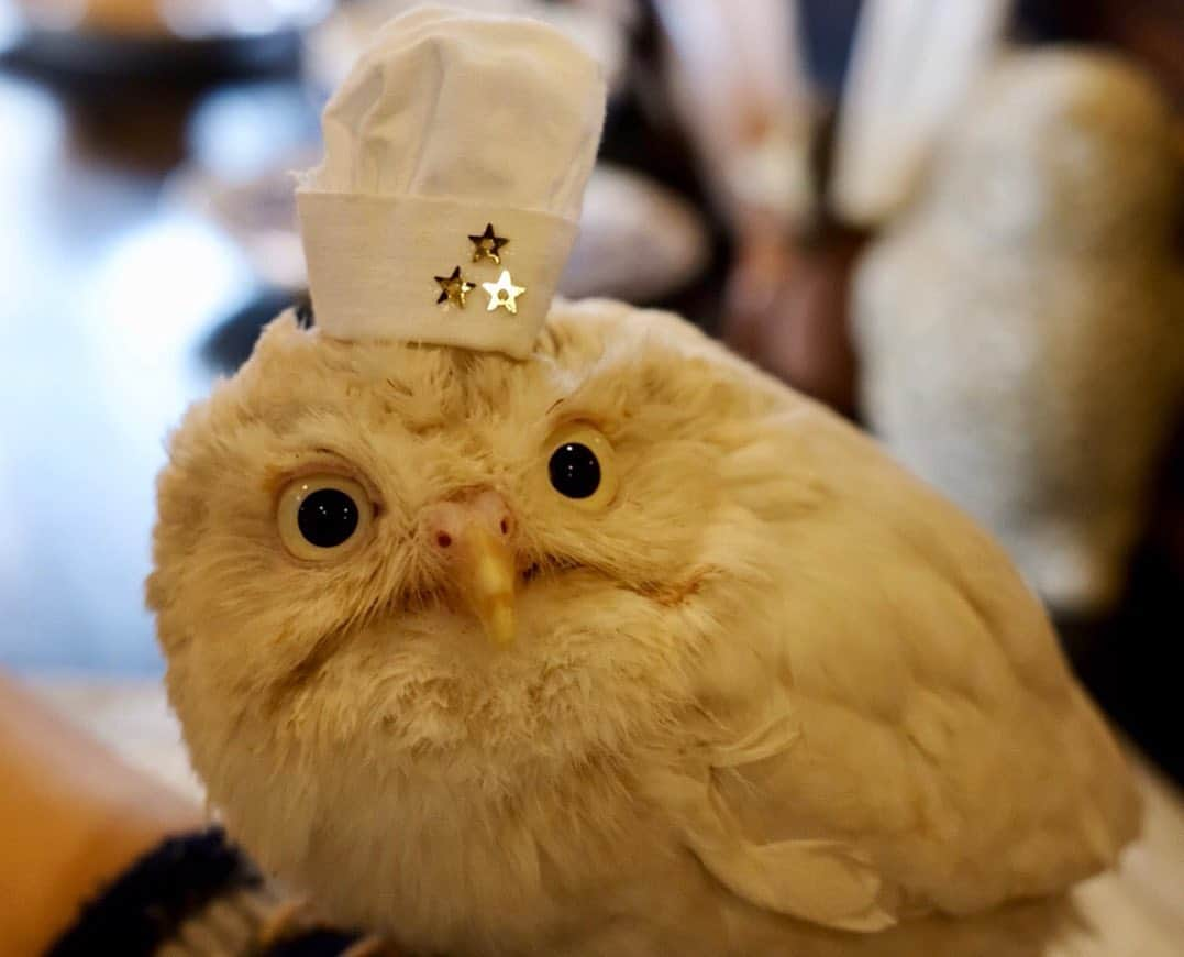 はなさんのインスタグラム写真 - (はなInstagram)「ホンモノです🦉✨フクロウ好きな前田さんのお誕生日会でロケハン含め、２回も訪れてしまったフクロウ・カフェ🦉🦉🦉好きなフクロウを指名して触れ合うことができるここはまさにowl city！ちなみに私の腕からファサ〜ファサ〜🦉って飛び立ったフクロウの名は「QUEEN」。サプライズでカフェに連れ込まれた前田さんのリアクションってばw 楽しい大人のお誕生日会でした🦉✨ #大人のお誕生日会 #ふくろう #owlcity」6月10日 17時05分 - hanalovestaco