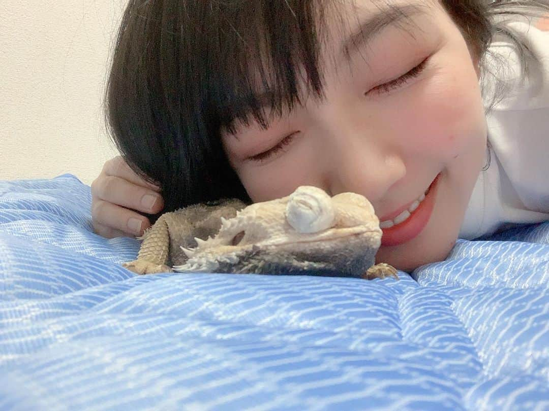 ゆきのしんさんのインスタグラム写真 - (ゆきのしんInstagram)「うちの実家にいるフトアゴヒゲトカゲのピオくん🦎💗 仲良しだよー✨ ※苦手な方すみません😭 #フトアゴヒゲトカゲ  #爬虫類  #爬虫類好き  #蛇は苦手  #ゆきのしん」6月10日 22時38分 - yukino__shin