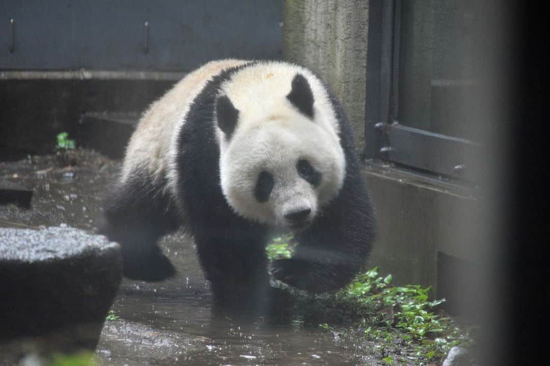 The Japan Timesさんのインスタグラム写真 - (The Japan TimesInstagram)「Did you know that Xiang Xiang, a female giant panda cub living in Tokyo’s Ueno Zoo, was supposed to be returned to China after two years? And do you know whose birthday it is this Wednesday? The good news is China has agreed to extend her stay until the end of 2020. By they way, Xiang Xiang doesn’t seem to mind the rain, which was coming down in buckets in Tokyo today. In fact, Ueno Zoo director Yasumasa Tomita told the media today that she actually “seems to quite like it.” (Photos by @ryuseitakahashi217) . . . . . . #panda #xiangxiang #uenozoo #パンダ #上野動物園 ＃シャンシャン」6月10日 22時35分 - thejapantimes