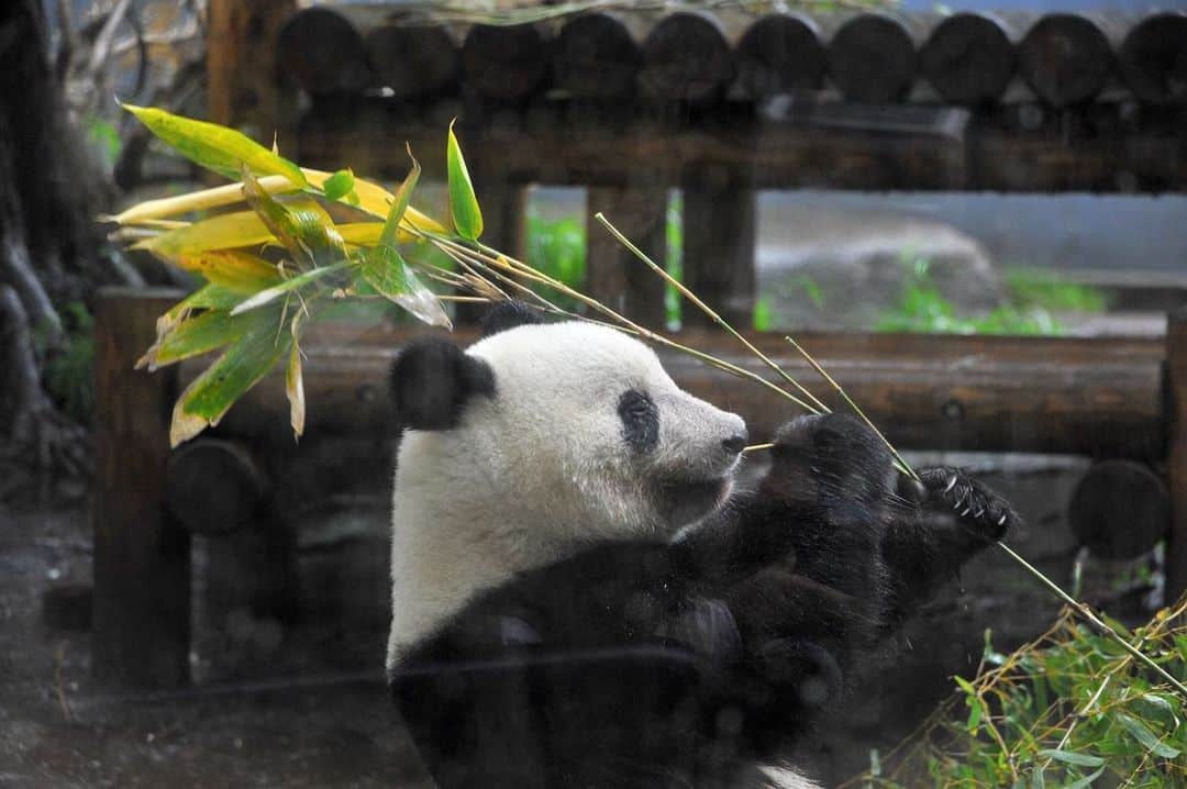 のインスタグラム：「Did you know that Xiang Xiang, a female giant panda cub living in Tokyo’s Ueno Zoo, was supposed to be returned to China after two years? And do you know whose birthday it is this Wednesday? The good news is China has agreed to extend her stay until the end of 2020. By they way, Xiang Xiang doesn’t seem to mind the rain, which was coming down in buckets in Tokyo today. In fact, Ueno Zoo director Yasumasa Tomita told the media today that she actually “seems to quite like it.” (Photos by @ryuseitakahashi217) . . . . . . #panda #xiangxiang #uenozoo #パンダ #上野動物園 ＃シャンシャン」