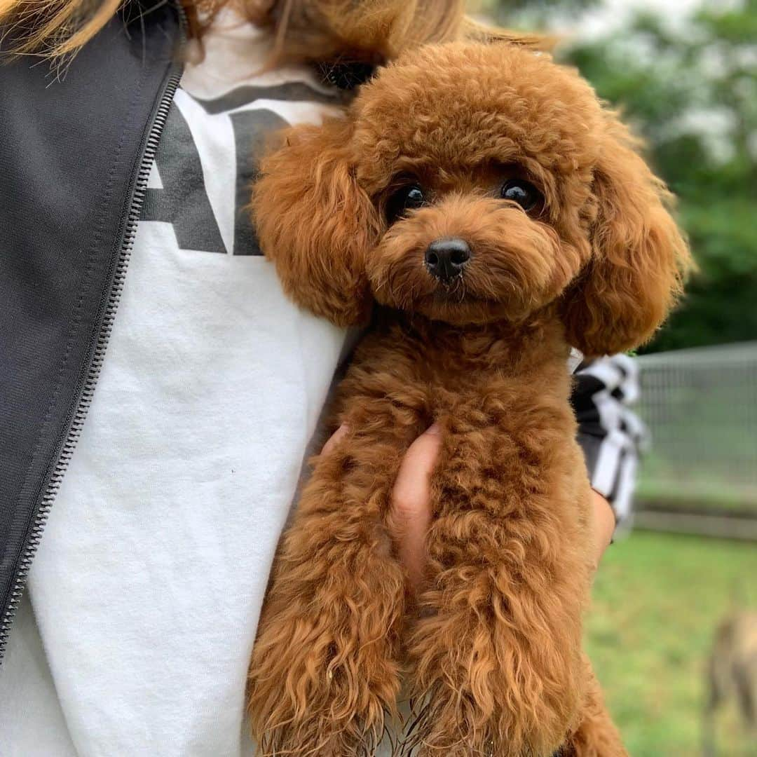 町田亜里香さんのインスタグラム写真 - (町田亜里香Instagram)「可愛すぎるぅぅぅ🐶💗 #ドッグランにて♡ ドッグラン行くと足がすぐ チリチリになるアンジェ🐶笑 . . @primeland1000  #ティーカッププードル  #ティーカッププードル部  #プードル #プードル部  #poodle」6月10日 17時11分 - ari_gram_111