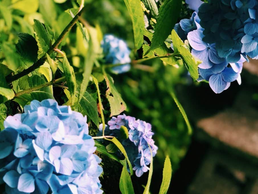 アイシスさんのインスタグラム写真 - (アイシスInstagram)「Japan in June.☔️💐 日本の六月。美しい。  紫陽花は色鮮やかだし、 手の中で光る蛍は、神秘的。 そしていつだって しらす丼はおいしい☺️💓 雨はいろいろ流してくれる。 ありがたいなあ。 梅雨もわるくないだ🌟  #鎌倉 #kamakura #japan #japantrip #tastyjapan #紫陽花 #長谷寺 #長谷寺の紫陽花 #hydrangea #梅雨 #しらす丼 #蛍 #firefly #glowinthedark #airsofter #airsoftgirl #june #卍 #卍池」6月10日 17時15分 - isis_osushi