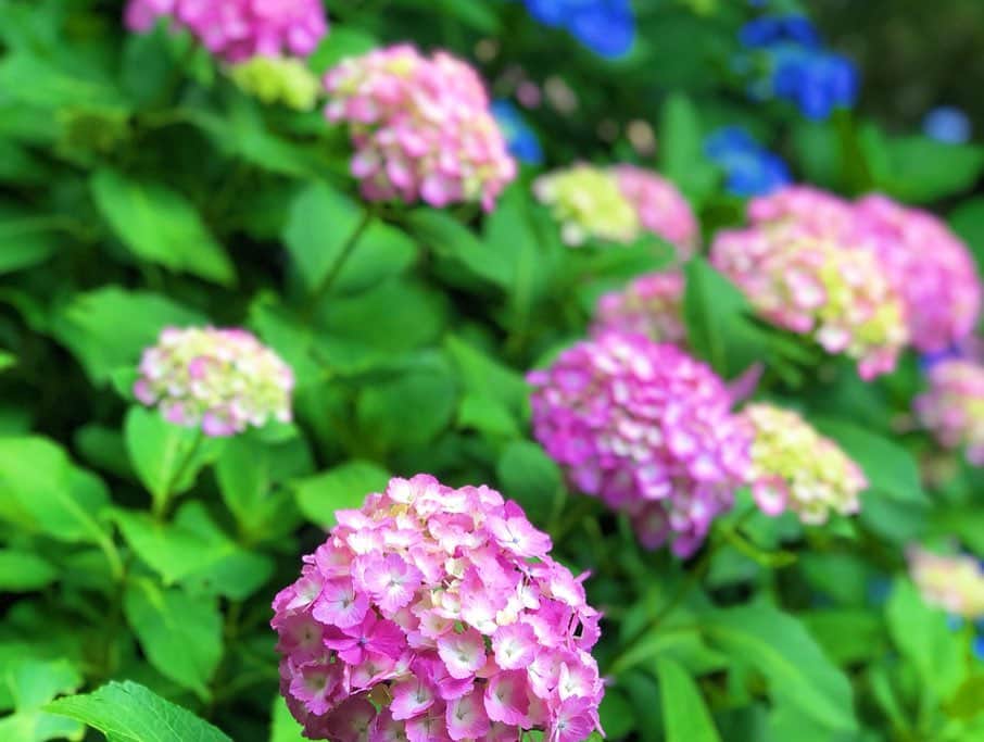 アイシスさんのインスタグラム写真 - (アイシスInstagram)「Japan in June.☔️💐 日本の六月。美しい。  紫陽花は色鮮やかだし、 手の中で光る蛍は、神秘的。 そしていつだって しらす丼はおいしい☺️💓 雨はいろいろ流してくれる。 ありがたいなあ。 梅雨もわるくないだ🌟  #鎌倉 #kamakura #japan #japantrip #tastyjapan #紫陽花 #長谷寺 #長谷寺の紫陽花 #hydrangea #梅雨 #しらす丼 #蛍 #firefly #glowinthedark #airsofter #airsoftgirl #june #卍 #卍池」6月10日 17時15分 - isis_osushi