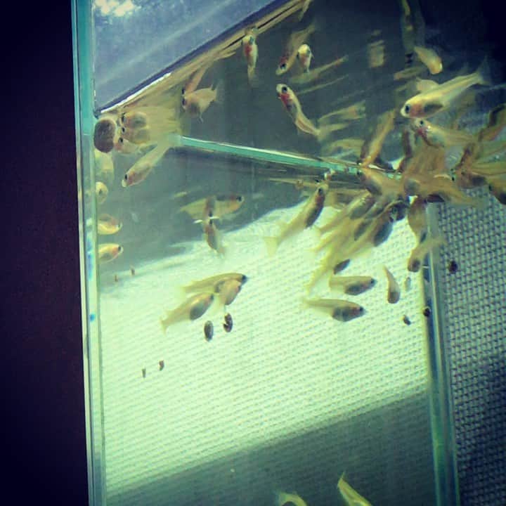 ただすけのインスタグラム：「餌を浮くタイプにしてみました。 群がり渋滞してます。 #今日のメダカ」