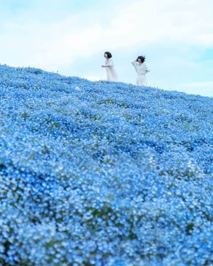 花の写真館のインスタグラム：「富士フイルムXシリーズ×東京カメラ部⠀ FUJIFILM X-T3 HANDS ON Vol.3を公開中！⠀ .⠀ 記事は @fujifilmjp_x プロフィールにあるストーリーズハイライト「X-T3 HANDS ON」のURLから⠀ .⠀ 東京カメラ部10選、東京カメラ部コンテスト入賞者、人気インスタグラマーによる、FUJIFILM X-T3を使った撮影術や作品をご紹介するスペシャルコンテンツ「FUJIFILM X-T3 HANDS ON」の Vol.3 として、東京カメラ部10選のshabonさんのインタビューを公開中です。⠀ .⠀ 花、海、風情ある風景、四季折々の情緒などと共に、女性や子どものドラマチックなポートレートを撮影しているshabonさん。最新のXシリーズとフラッグシップ標準ズームレンズで撮影した感想を語ってくださいました。ぜひご覧ください。<PR>⠀ .⠀ FUJIFILM X-T3 HANDS ONはこちら⠀ https://xseries.tokyocameraclub.com/xt3_handson/⠀ .⠀ .⠀ ※FUJIFILM X-T3で撮影した @shabon さん（東京カメラ部10選）の作品です⠀ .⠀ .⠀ #富士フイルム #FUJIFILM #xシリーズ #fujifilm_xseries⠀ #xt3 #xf1655mm」