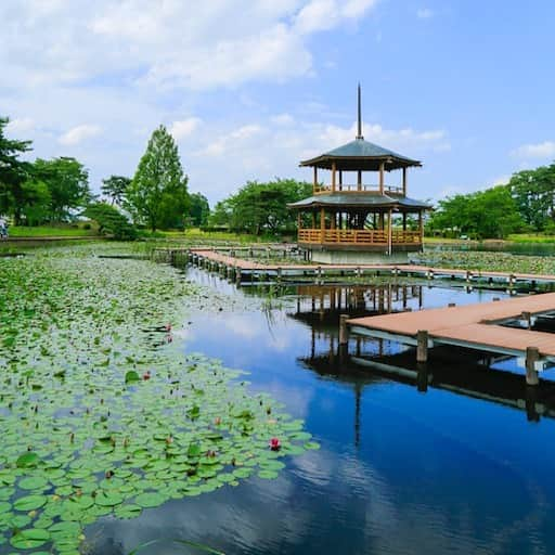 福島県さんのインスタグラム写真 - (福島県Instagram)「来て！ 大池公園 「水・花・緑が香る公園」をテーマに、池と町木のアカマツの生い茂る、やすらぎと憩いの場です。夏は睡蓮の他、大賀蓮（オオガハス）も花を咲かせます。 #矢吹町 #大池公園 #睡蓮 #大賀蓮 #福島 #ふくしま #ふくしまからはじめよう #来て  #futurefromfukushima #fukushima #traveljapan #japantrip #explorejapan #japanadventures #japanholiday #beautifuldestinations #instatrip #art_of_japan #instagramjapan #japan_of_insta」6月10日 17時35分 - realize_fukushima