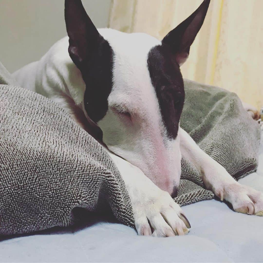のインスタグラム：「#minituru#bull#terrier#minibullterrier#miniturubullterrier#dog#dogstagram#cute#qtaro#love#family#ミニチュア#ブルテリア#ミニチュアブルテリア#Q太郎」