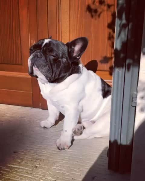 French Bulldogのインスタグラム