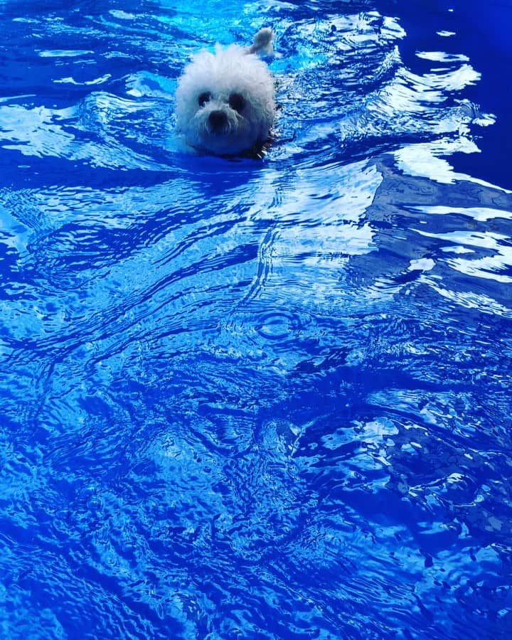 ユン・ヒョンミンのインスタグラム：「🏊‍♀️오구오구~」