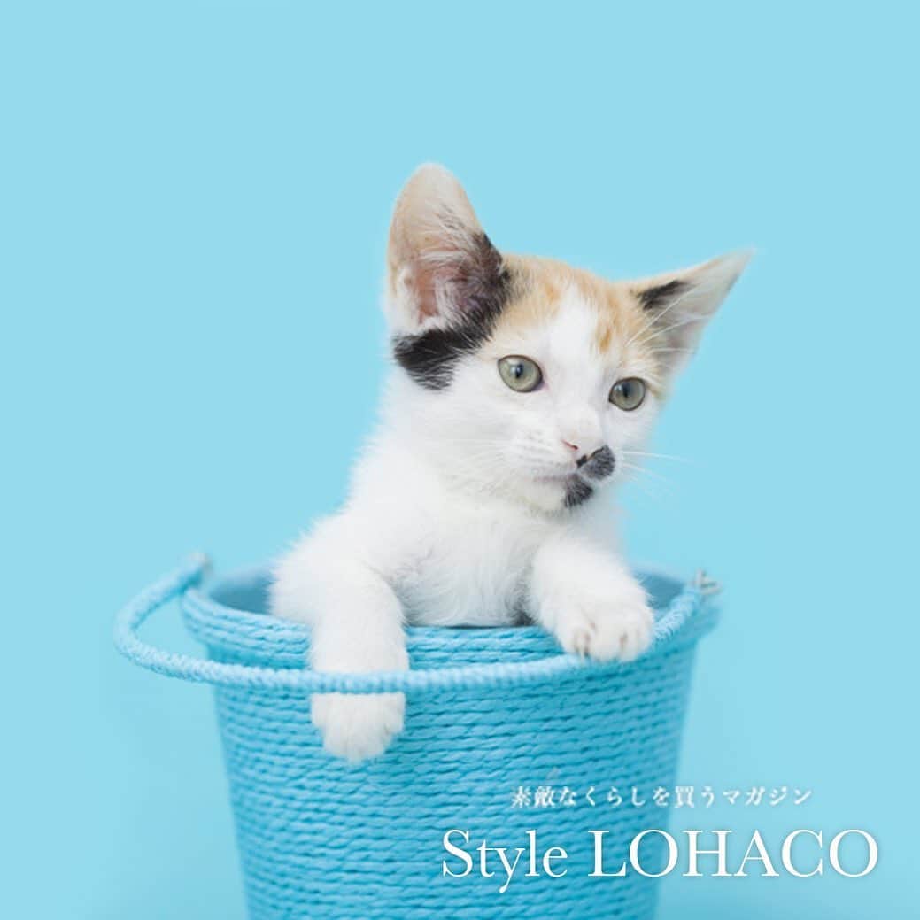 LOHACO（ロハコ）さんのインスタグラム写真 - (LOHACO（ロハコ）Instagram)「2019.06.10【Style LOHACO】 Beautiful Life with Cat！～猫とのハッピーライフ～Vol.7 愛猫の防災準備、できていますか？ ﻿ 地震や豪雨被害など、災害は日本各地で起こっています。 被害に遭われた方の中には、犬や猫などのペットを飼っていて、辛い避難生活を経験した方も少なくないと思います。 ﻿ 災害はいつ起こるか分かりません。 あなたの愛猫の安全のためにも、 今一度「猫の防災」について今一度考えてみませんか？ ﻿ ﻿ 📖 ・―・―・―・―・―・― ・ ―・―・― ﻿ 素敵なくらしを買うマガジン『StyleLOHACO』 ﻿ ▼Instagramで紹介した記事は プロフィール(@lohaco.jp)チェック✔ ﻿ ▼記事URLはコチラから♪ https://685.jp/2WnaURI ﻿ ― ・―・―・―・―・―・― ・ ―・―・― ﻿  #cat #猫 #愛猫 #instacat #catstagram #ねこ部 #ねこすたぐらむ #ねこ好き #ilovemycat #愛猫家 #猫好きさんと繋がりたい #猫好き #猫がいる生活 #なんでもロハコ #ロハコ #LOHACO #防災 #猫の防災 #暮らし #くらし #インスタ映え ﻿ #stylelohaco #lohacobyaskul #askul #アスクル ﻿」6月10日 18時08分 - lohaco.jp