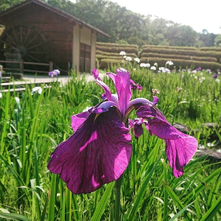 和田益典さんのインスタグラム写真 - (和田益典Instagram)「◆ 2019/06/08 ⑤ . 飛鳥資料館を発ち、北上して大和郡山へと向かう。 . 狙うは「花菖蒲」 . 2005年以来？の大和民俗公園へ。 . 残念ながら、、、まさかのチラホラ開花…。 . ホンマは朝から地元藤井寺の津堂城山古墳 花菖蒲園、昼からは馬見丘陵公園の花菖蒲園も狙ってたんやけど、二日酔いでしんどかったので、一番御無沙汰なココ(民俗公園)だけにすることに。 . . しかし！ 見事なまでにチョイスをミスったのだった！！ . . フォロワーの人が馬見丘陵の見事な花菖蒲を載せていたので、ガーン(￣▽￣;)！って感じでしたが、まぁ仕方ないですね。 . てことで、全景少なめ、接写多めでいきます。(ますは接写を) . . . #大和民俗公園 #花菖蒲 #花しょうぶ #菖蒲 #しょうぶ #花 #flower #初夏 #梅雨 #紫 #flowers #flowerstagram #奈良 #大和路 #公園 #奈良県 #大和郡山 #park #接写 #アイリス #iris #photostagram #スマホ写真 #smartphone #yellow #purple #photo #picture #nara #japan . .」6月10日 18時05分 - masunori_wada