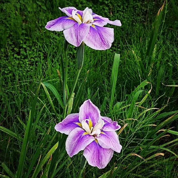 和田益典さんのインスタグラム写真 - (和田益典Instagram)「◆ 2019/06/08 ⑤ . 飛鳥資料館を発ち、北上して大和郡山へと向かう。 . 狙うは「花菖蒲」 . 2005年以来？の大和民俗公園へ。 . 残念ながら、、、まさかのチラホラ開花…。 . ホンマは朝から地元藤井寺の津堂城山古墳 花菖蒲園、昼からは馬見丘陵公園の花菖蒲園も狙ってたんやけど、二日酔いでしんどかったので、一番御無沙汰なココ(民俗公園)だけにすることに。 . . しかし！ 見事なまでにチョイスをミスったのだった！！ . . フォロワーの人が馬見丘陵の見事な花菖蒲を載せていたので、ガーン(￣▽￣;)！って感じでしたが、まぁ仕方ないですね。 . てことで、全景少なめ、接写多めでいきます。(ますは接写を) . . . #大和民俗公園 #花菖蒲 #花しょうぶ #菖蒲 #しょうぶ #花 #flower #初夏 #梅雨 #紫 #flowers #flowerstagram #奈良 #大和路 #公園 #奈良県 #大和郡山 #park #接写 #アイリス #iris #photostagram #スマホ写真 #smartphone #yellow #purple #photo #picture #nara #japan . .」6月10日 18時05分 - masunori_wada