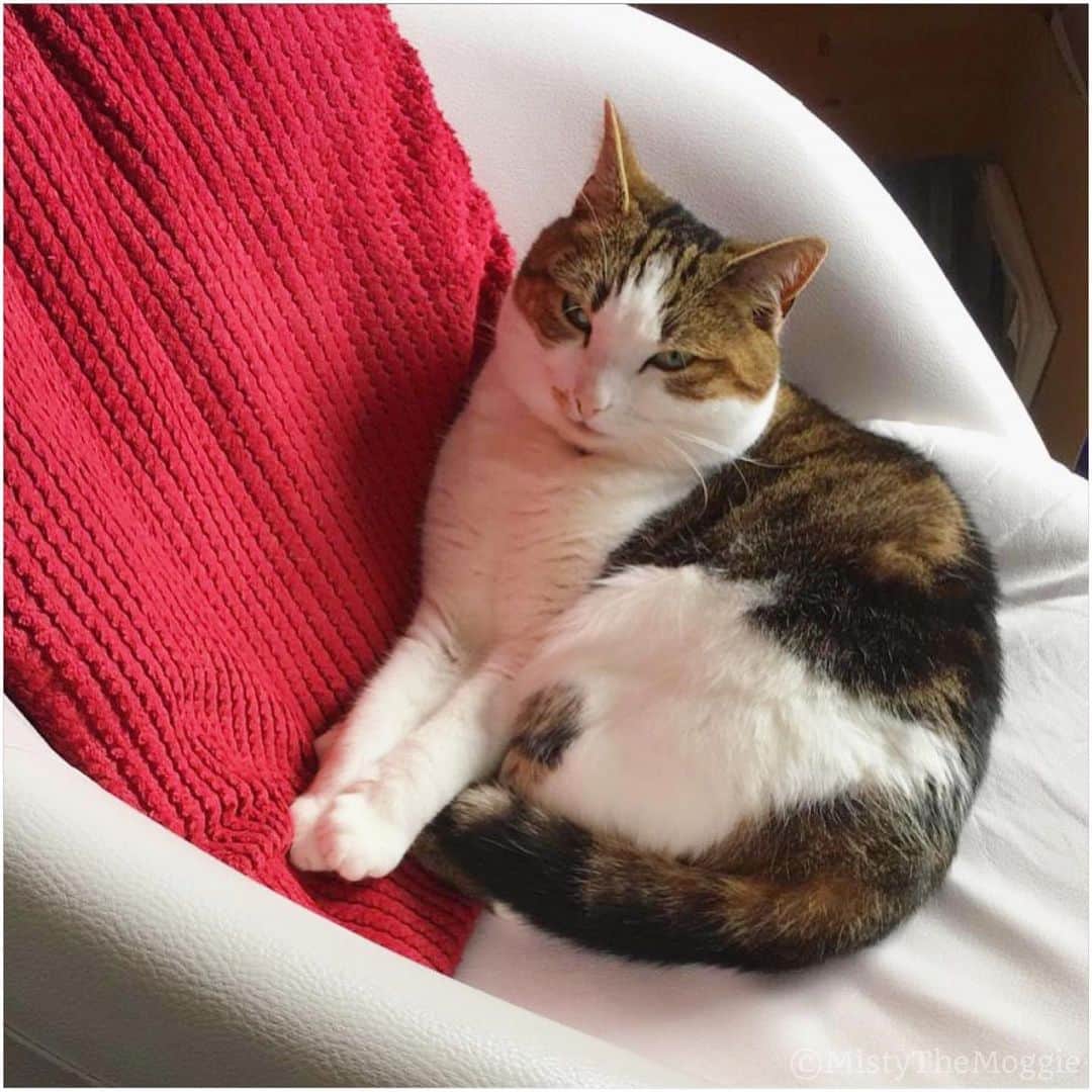 Misty The Moggieさんのインスタグラム写真 - (Misty The MoggieInstagram)「Advocating for #mondaymotivation by sleeping for 18 hours today」6月10日 18時45分 - mistythemoggie