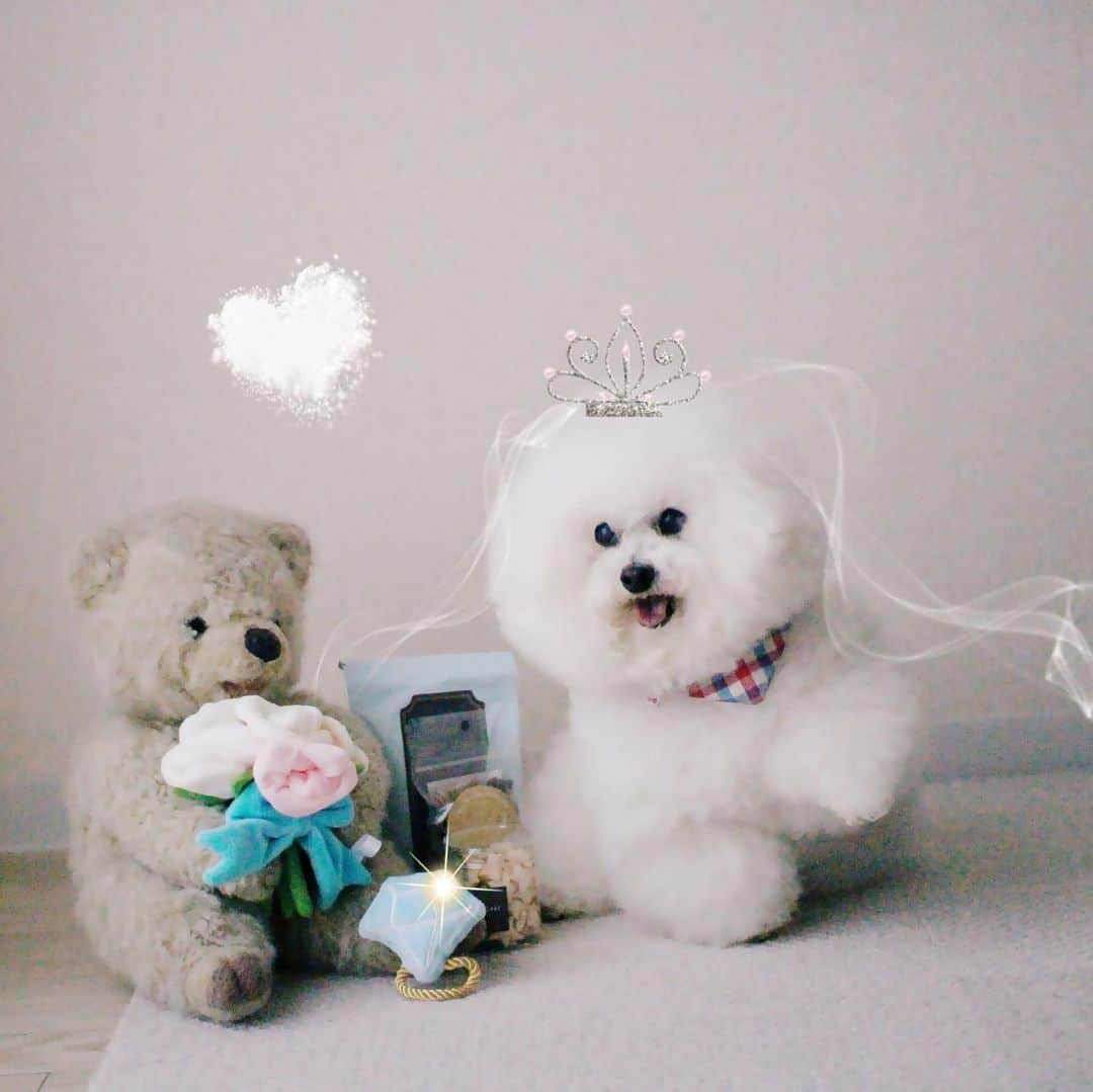 ゆうさんのインスタグラム写真 - (ゆうInstagram)「. . 🐻💐結婚してほしい Will you marry me? 🐶💍うん！早く指輪つけてー。 . . 6月のdoggybox は June bride👰🤵がテーマのオモチャ。 アーニーさんは花束より 指輪の方がお気に入りでした 笑 . . . . #オヤツも早くちょーだい🍬 #ドギボ #doggybox . . . .」6月10日 18時54分 - ernie_pooh_