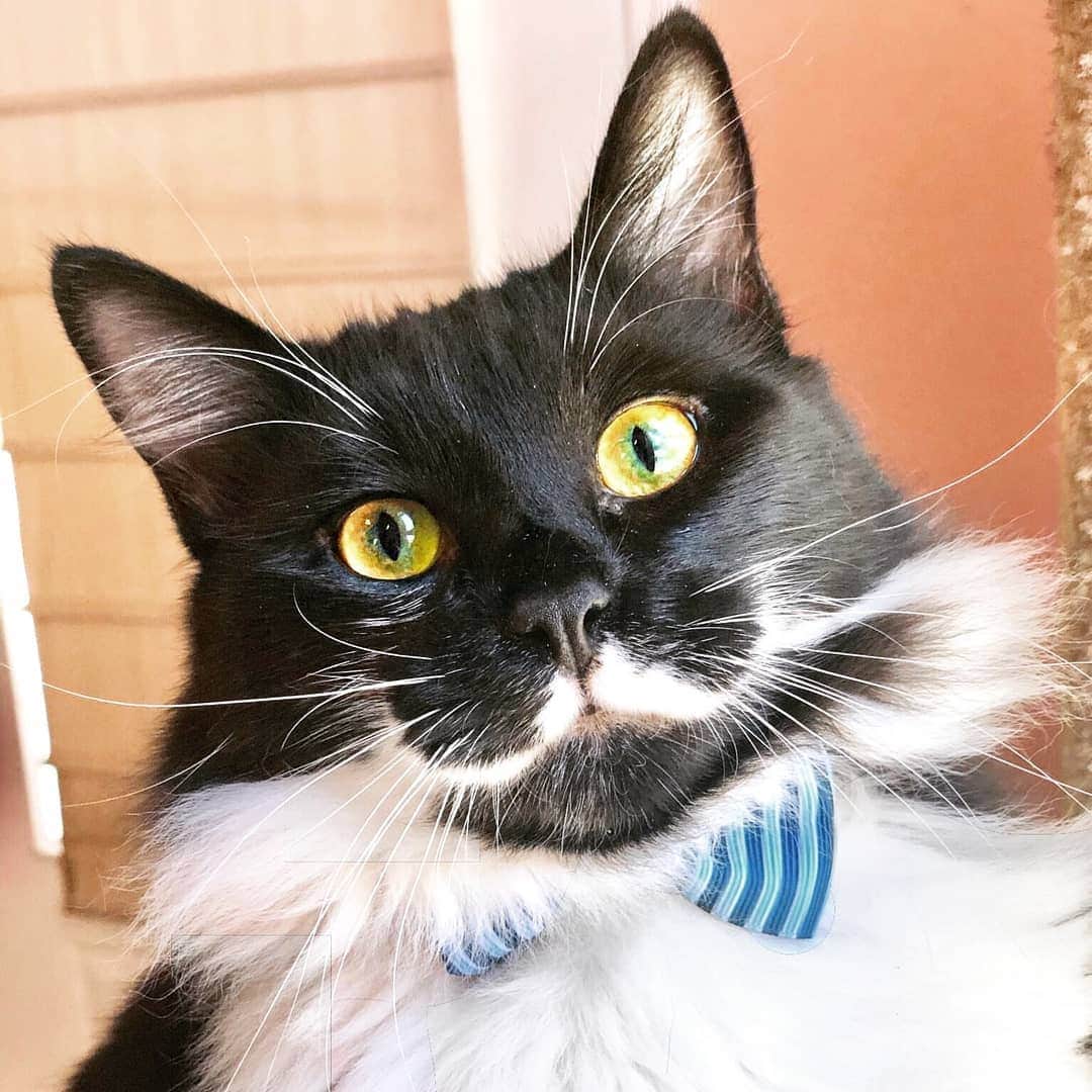 CatStockerのインスタグラム：「Hello! #catstocker is here!  Follow our FURRriend @mustachiollie  Scroll right for more pictures 👉 . . . . . . #cat #neko #mačka #chat #kočka #котка #kot #кіт #mače #кошка #кот #katze #gato #gatto #kissa #kattunge #猫 #고양이 #貓 #kedi #köttur  #子猫 #חתול #кішка #gatinho #котенок #子猫 #gatito #kitten」