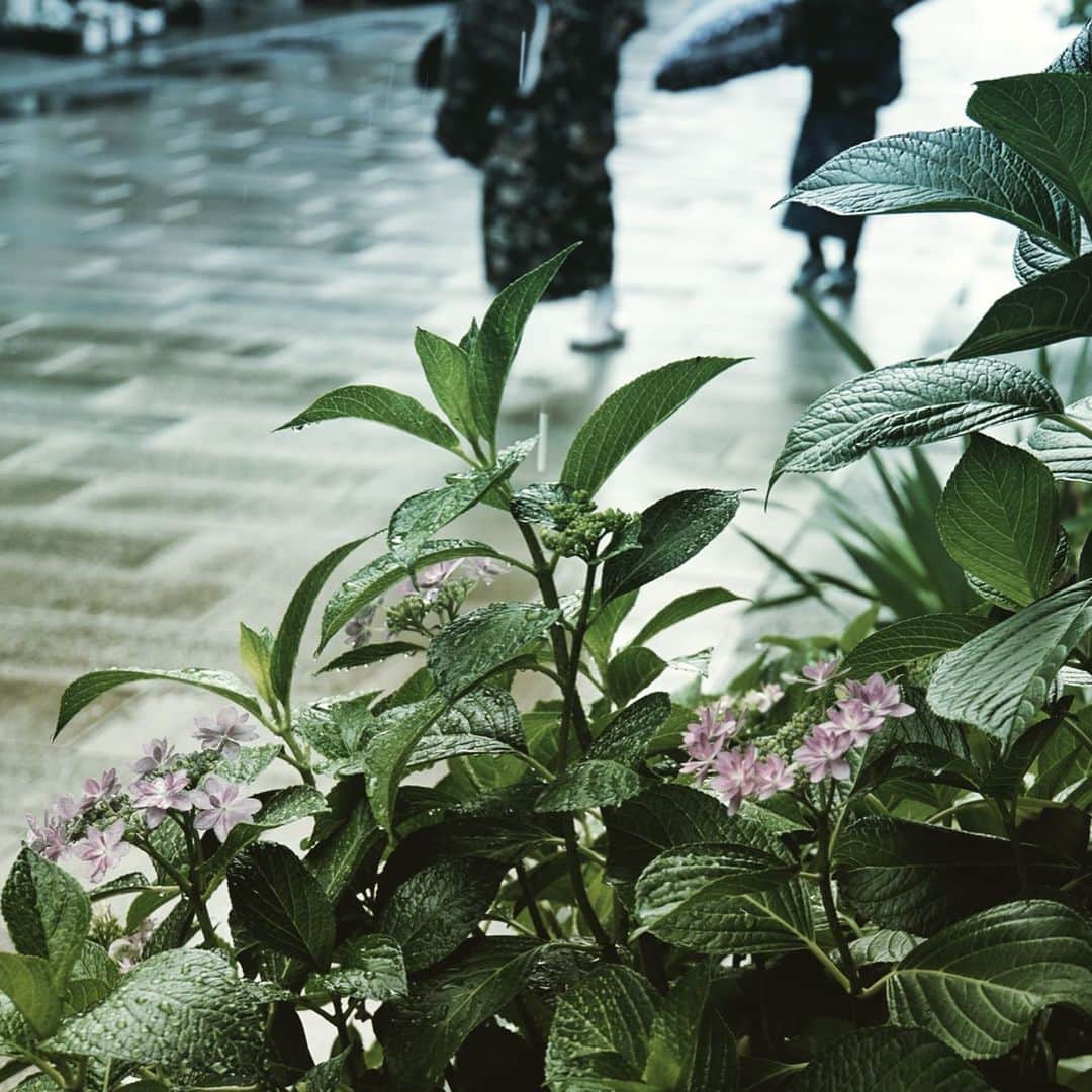 小西遼生さんのインスタグラム写真 - (小西遼生Instagram)「雨降る街はしっとり艶やか。 雨上がりには陽が射して、 街中に残る雨粒が輝いて美しい。 どちらのお天気にも恵まれて、 綺麗な時間をのんびり堪能。 #金沢 #ぶらり #旅の出会い #kanazawa #photograph」6月10日 19時25分 - ryosei_konishi_official
