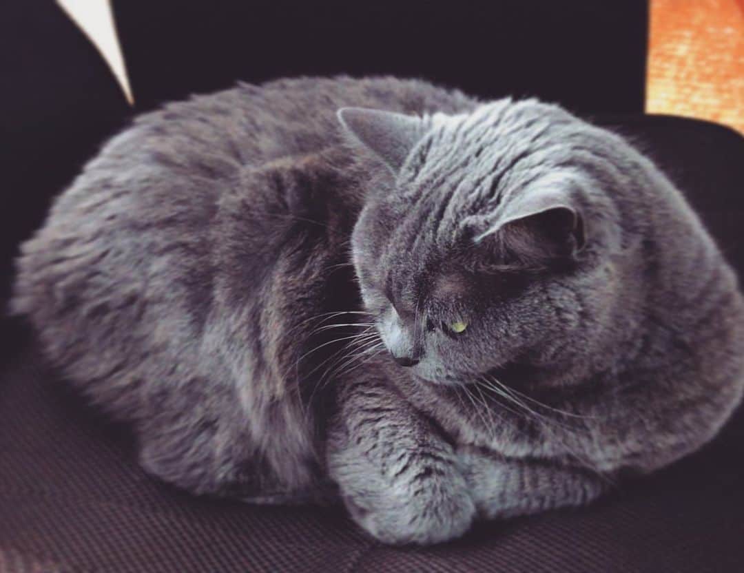 チキン南蛮カレーのルウ王子のグルメインスタ