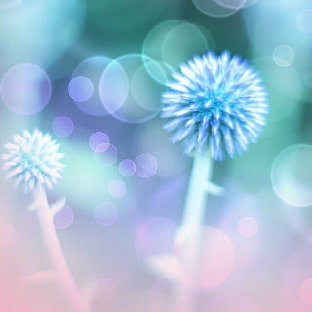 花の写真館のインスタグラム：「Photo by @alice_garden__.⠀ https://instagram.com/alice_garden__/⠀ .⠀ Original Post[投稿頂いたURL]⠀ https://www.instagram.com/p/BmRDVp-HWCk/⠀ .⠀ 本アカウントは、 #私の花の写真 をつけてInstagramに投稿された皆さまの花の写真や、「花の写真館」Facebookページで投稿された花の写真を紹介します。⠀ 「花の写真館」Facebookページは、「 @floral.photograph 」のプロフィールにあるURLからご覧ください。⠀ .⠀ #花の写真館 #floralphotograph #floralphoto #flower #flowers #富士フイルム #FUJIFILM⠀ Follow: @floral.photograph」