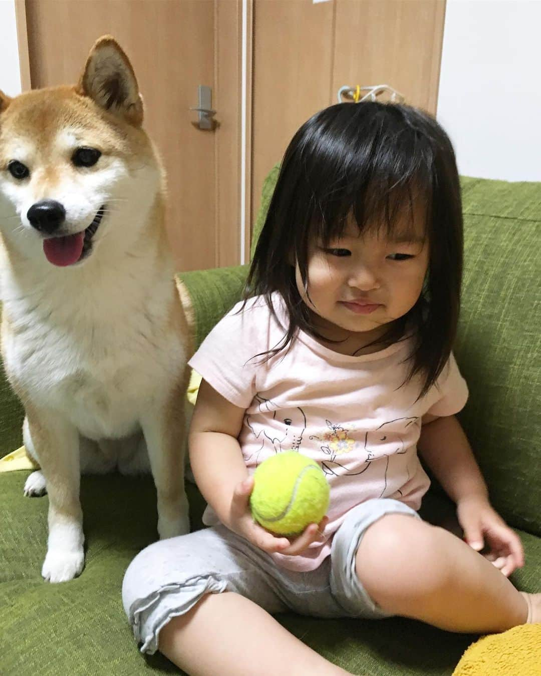 ゆもこさんのインスタグラム写真 - (ゆもこInstagram)「「ひよりのお膝だよー！いもーとにも譲らないよー！」 私の膝の上でオヤツをおねだりする、ひよりと オヤツに夢中な姉に顔を埋めて嬉しそうな妹です🧒❤️🐶❤️🍘 ここぞとばかりに「ふあふあ！ねーねふあふあね〜」と喜んでました😄 そしてオヤツがなくなり、ふあふあを満喫した後は我に帰った感じの2人です😂(4枚目) ※ ※ ※ #dogsofinstagram #日本犬 #柴犬 #柴 #赤柴 #shiba #犬バカ部 #ふわもこ部 #柴犬マニア #しば #shibadog #sibainu #ひより日和 #柴女子 #shibagram #shibastagram #いぬら部 #いぬのきもち #pecoいぬ部 #柴犬ひより #チビちゃんとひよさん」6月10日 19時32分 - yumohiyo