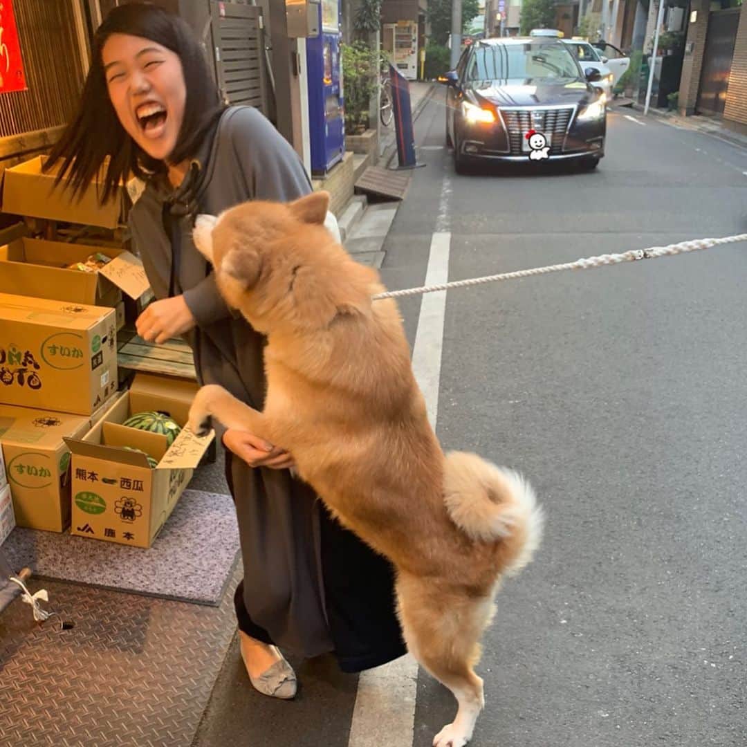 横澤夏子さんのインスタグラム写真 - (横澤夏子Instagram)「#わんちゃんの肘を支えたの初めてー #かわいかったよー #大きくて熊みたいだったよー #飛びついてくるんだもんー #どうしちゃったのよー #どうすればいいのよー #はじめましての秋田犬だよー #うふ！」6月10日 19時40分 - yokosawa_natsuko