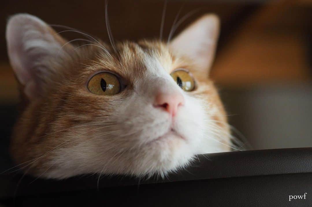 anemone_69のインスタグラム：「. #にゃま首 #ハカセとキョウジュ #茶トラ白 #茶白 #cat #猫 #保護猫 . . .」