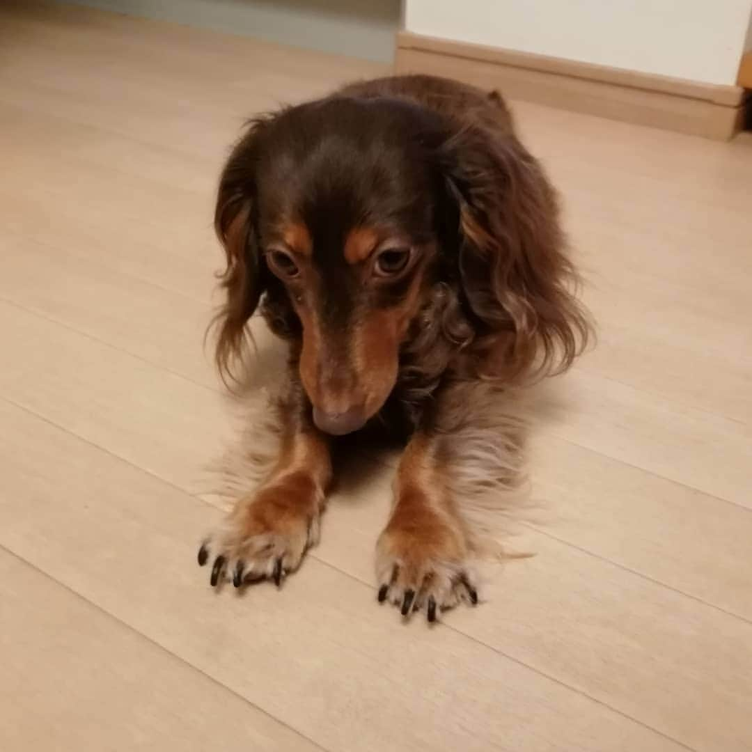 ななこさんのインスタグラム写真 - (ななこInstagram)「爪を切らねば💅 ※ ※ #犬 #愛犬 #ダックス #カニンヘン　 #dog #dachshund #dogstagram  #doxie #instadog #instadachshund  #petstagram #dachshundsofinstagram」6月10日 20時10分 - nanaco_dachs