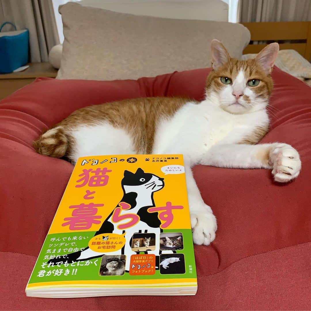リプリー王子さんのインスタグラム写真 - (リプリー王子Instagram)「2019.06.10 #0610ripleyn  ドコノコさん @dokonokoapp の 『猫と暮らす』に、りぷちんも載せて いただきました♡ 最後の方に小さく出てるから 本屋さんで見てやってね😆 ドコノコさん、ありがとうございました！ #ドコノコ #猫と暮らす * . #ダメになるりぷちん #無敵の親バカ同盟 #シブにゃん隊over10  #チームラスカルにゃん#りぷちん #りぷちん2019」6月10日 20時03分 - ripleyn
