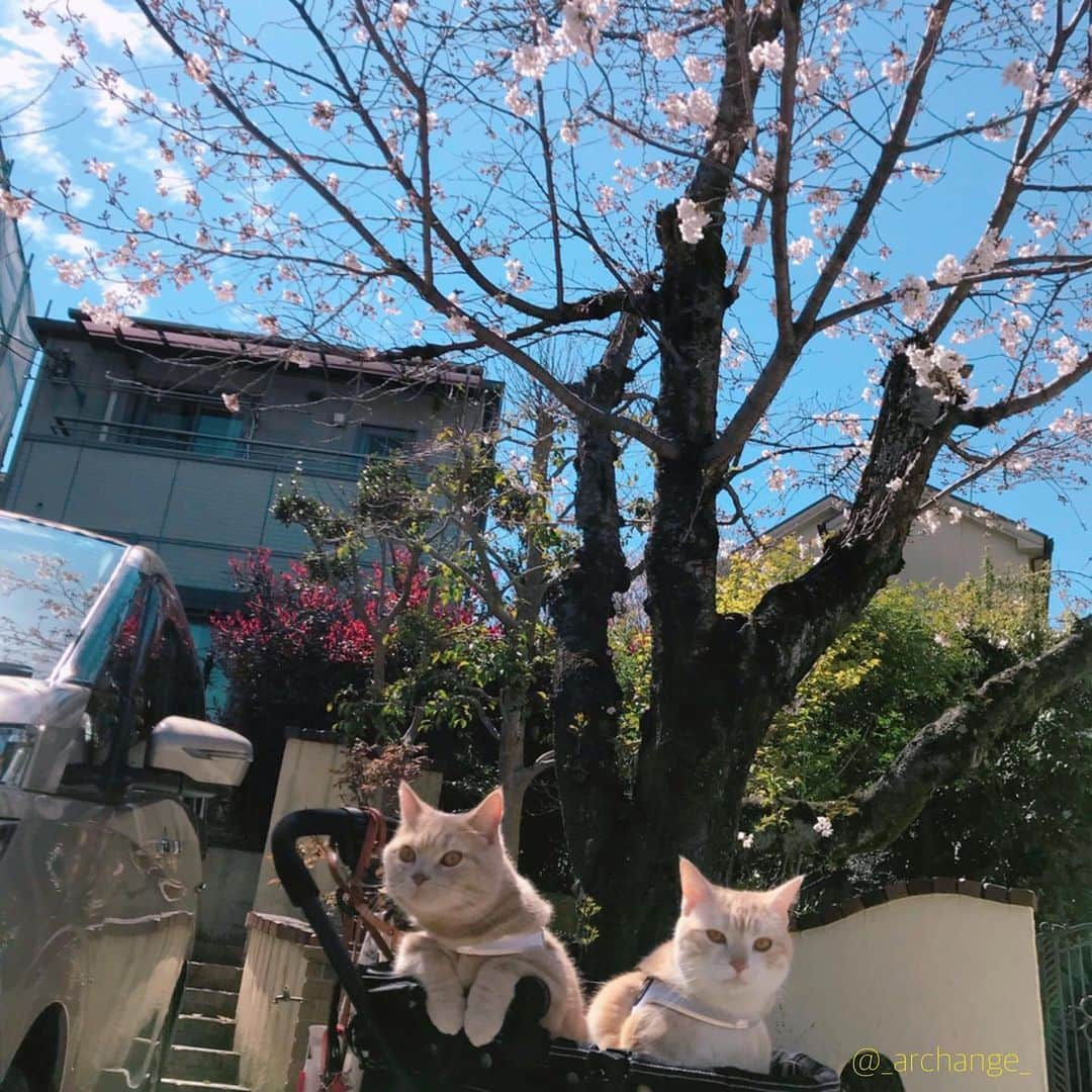 じゅらさんのインスタグラム写真 - (じゅらInstagram)「✩ 既にお気づきの方もいらっしゃいますかね…🤔 🐼平成の最後に引っ越しました〜🚚💨🏡 関西の北部…とても田舎に…⛰🌲 数日大変だった片付け…ふたりはすっごい楽しそうでした🥳笑 そして、引っ越し屋🐼のお兄さんたちが出入りする間ケージに入れていたら、プチびびりのらるがじゅらにべったりで狭いとこ入っていた😂笑  最後に家の前にあった桜🌸と最後の📸 ・ JuRaru family moved a little while ago🚚💨It was fun while preparing for the move😂🤞During the move, the two slept in the cage😪Finally I took a picture with the cherry blossoms in front of the house🌸 ・ Ameba▶️https://ameblo.jp/archange-juraru YouTube▶️_archange_jura_ Twitter▶️ @jura_archange_ ・ #cats_of_instagram#instagood#catloversclub#petstagram#cutecatclub#ScottishFold#britishshorthair#catstagram#catoftheday#catsofinstagram#catsofworld#a_world_of_cats#instacats#cuteanimals#topcatphoto#instacat_meows#고양이#adorable#lioncat#猫#スコティッシュフォールド#ブリティッシュショートヘア#旅猫#にゃんすたぐらむ#bff#bestbrother#引越し#🐼#引越しのサカイ#move」6月10日 20時21分 - _archange_