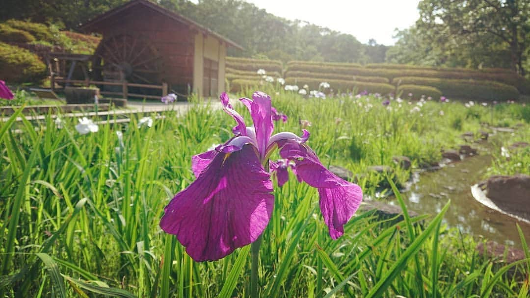 和田益典さんのインスタグラム写真 - (和田益典Instagram)「◆ 2019/06/08 ⑥ last . 続・大和民俗公園の花菖蒲。 . . 全然咲き揃ってなかったので、水車と撮った写真メインで。 . . . #大和民俗公園 #花菖蒲 #花しょうぶ #菖蒲 #しょうぶ #花 #flower #初夏 #紫 #flowers #flowerstagram #奈良 #大和路 #公園 #奈良県 #大和郡山 #park #水車 #アイリス #iris #photostagram #スマホ写真 #smartphone #水車小屋 #waterwheel #purple #photo #picture #nara #japan . .」6月10日 20時30分 - masunori_wada