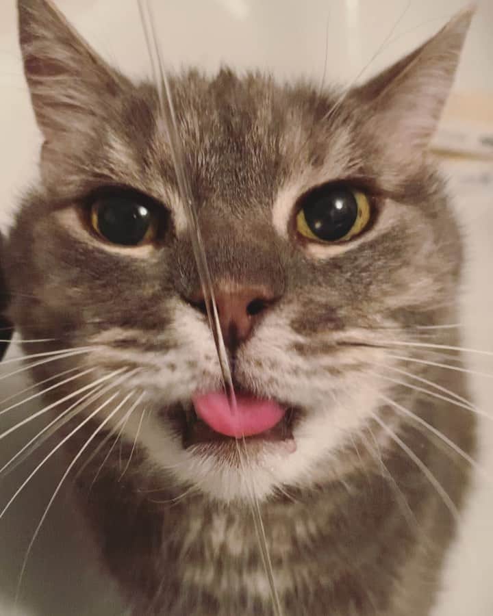 のインスタグラム：「Have to share this video with every friend🤣 This is Fricko and Keaton’s uncle Fox, he Loves water!!!!🤣🤣We are so happy to babysit Fox this week🥰 #FoxieLovesWater  #catsofinstagram #cat #weeklyfluff #cats_of_world #cats_of_day」