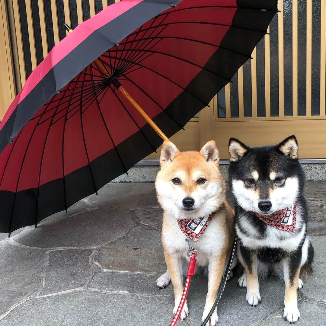 豆柴なつ&ふゆさんのインスタグラム写真 - (豆柴なつ&ふゆInstagram)「It's almost the rainy season☔️ もうすぐ梅雨入り⁉️☔️ #梅雨 #雨#rain #傘#umbrella#柴犬#shiba #shibainu #shibastagram #shibamania #sweet#わんこ #癒し  #仲良し #pecoいぬ部#shibaholics  #dogoftheday #かわいい#instashiba #🐕📷 #ふわもこ部#love#シバフル#犬ばか部 #instacute #柴#proudshibas #cutepets #わんこ」6月10日 20時54分 - mameshiba.natsuinu56