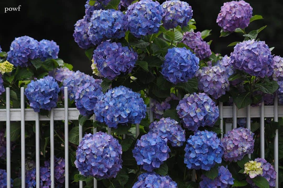 anemone_69のインスタグラム：「. 息子が通っていた幼稚園の紫陽花。 当時からこの紫陽花の色が好きで、 今も変わらず美しい✧ . . #そんな息子ももうすぐ二十歳 . #hydrangea #アジサイ #あじさい #紫陽花 . . .」