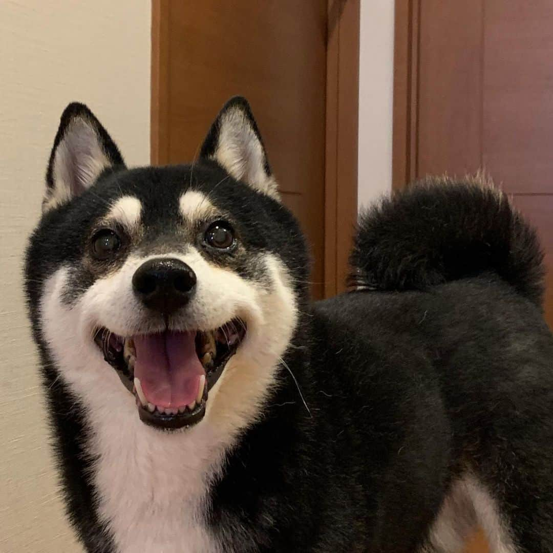 くろさんのインスタグラム写真 - (くろInstagram)「朝んぽ待ち👅 #kuroshiba #blackshiba #shibainu #shibastagram #instadog #dogstagram #柴犬 #黒柴 #黑柴 #日本犬 #和犬 #シニア犬 #癒し犬 #いぬら部 #ふわもこ部 #柴犬部 #モフモフ生命体 #柴犬のいる暮らし #わんこのいる暮らし #わんこのいる生活 #わんこと一緒 #わんダフォ #わんだふるjapan #スマイル豆 #ペティオ柴公園」6月11日 6時22分 - m6bmw