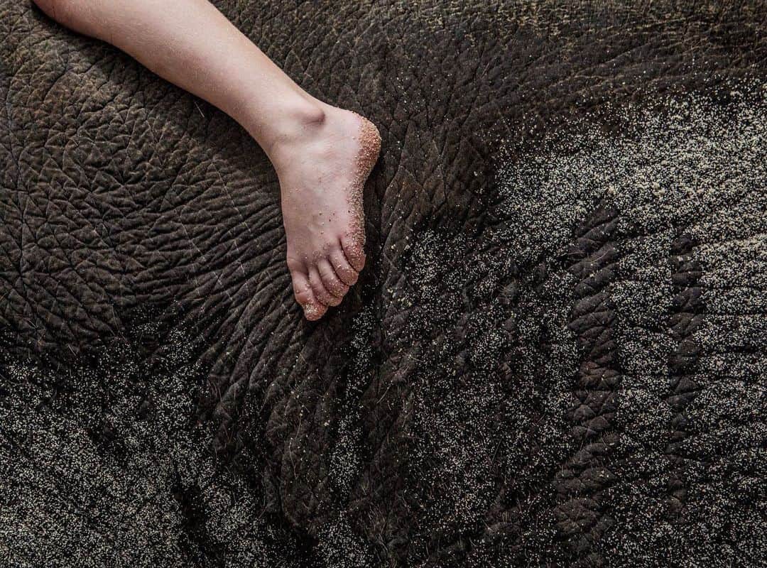 のインスタグラム：「Photo by Kirsten Luce @kirstenluce | While photographing the June 2019 cover story about captive-wildlife tourism, I met countless  animal lovers who paid to touch and pose with wild animals in foreign countries with little to no understanding of the bigger picture. More often than not, these animals are subjected to abusive training in order to make them docile enough to interact with tourists each and every day. A cherished digital souvenir for a tourist often means a very poor quality of life for the animal. I’m honored to be speaking about this story at Explorer’s Festival at National Geographic this week. #natgeofest」