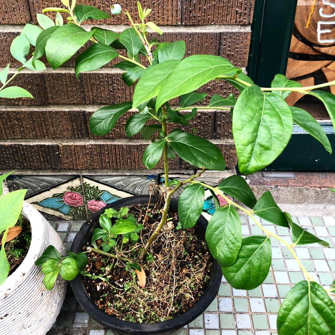 CHIPPRUSONのインスタグラム：「【 通販パンセット募集のお知らせ 】  おはようございます。雨の日が増えてきましたね。朝晩の空気も冷んやりしていて、先月の暑さはなんだったんだろう、、、と、不思議な気持ち。最近、店先でのガーデニングが楽しくなってきました。ブルーベリーが数粒実っていて食べるのが楽しみです。笑 ・ ・ さて、本日はお昼の12時から、今週13日（木）発送分の通販パンセット受け付けをいたします。当店websiteの右上にお買い物サイトへの入り口があります。12時きっかりに商品をupいたします。12時まではsoldout表記となります。今回も少量出荷ですので、売り切れるのが早いかもしれません。（12時数分過ぎてから見に行ったらsoldoutでした。とのお声をいただくのですが、本当に少しの出荷ですのですみません。）よろしくお願いいたします。 ・ ・ http://chippruson.theshop.jp/」