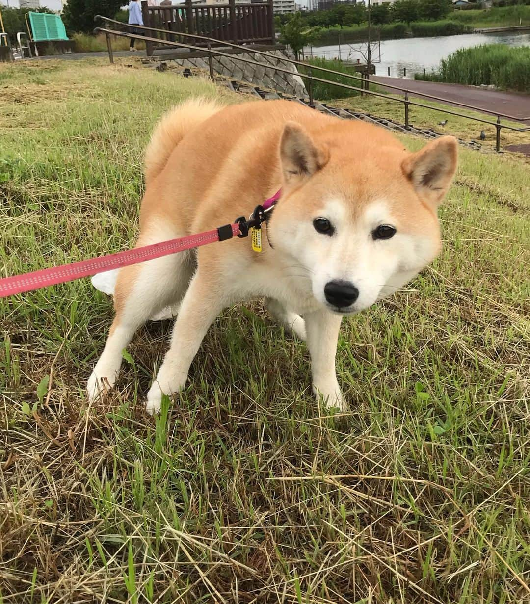 柴犬のモモさんのインスタグラム写真 - (柴犬のモモInstagram)「おはようございます。悟り開きそうなモモさん。昨日は雨で大きなお仕事しなかったので、2日ぶりにすっきりです #いぬ #イヌ #犬 #柴犬 #赤柴 #日本犬 #犬バカ部 #ふわもこ部 #いぬら部 #癒しわんこ #柴犬マニア #犬のいる暮らし #口角キュキュッと部 #shiba #shibainu #shibadog #dogstagram #dogsofinstagram #shibastagram #shibasofinstagram #shibamania #inu #instadog #toyota_dog」6月11日 7時05分 - shi_ba_i_nu_momo