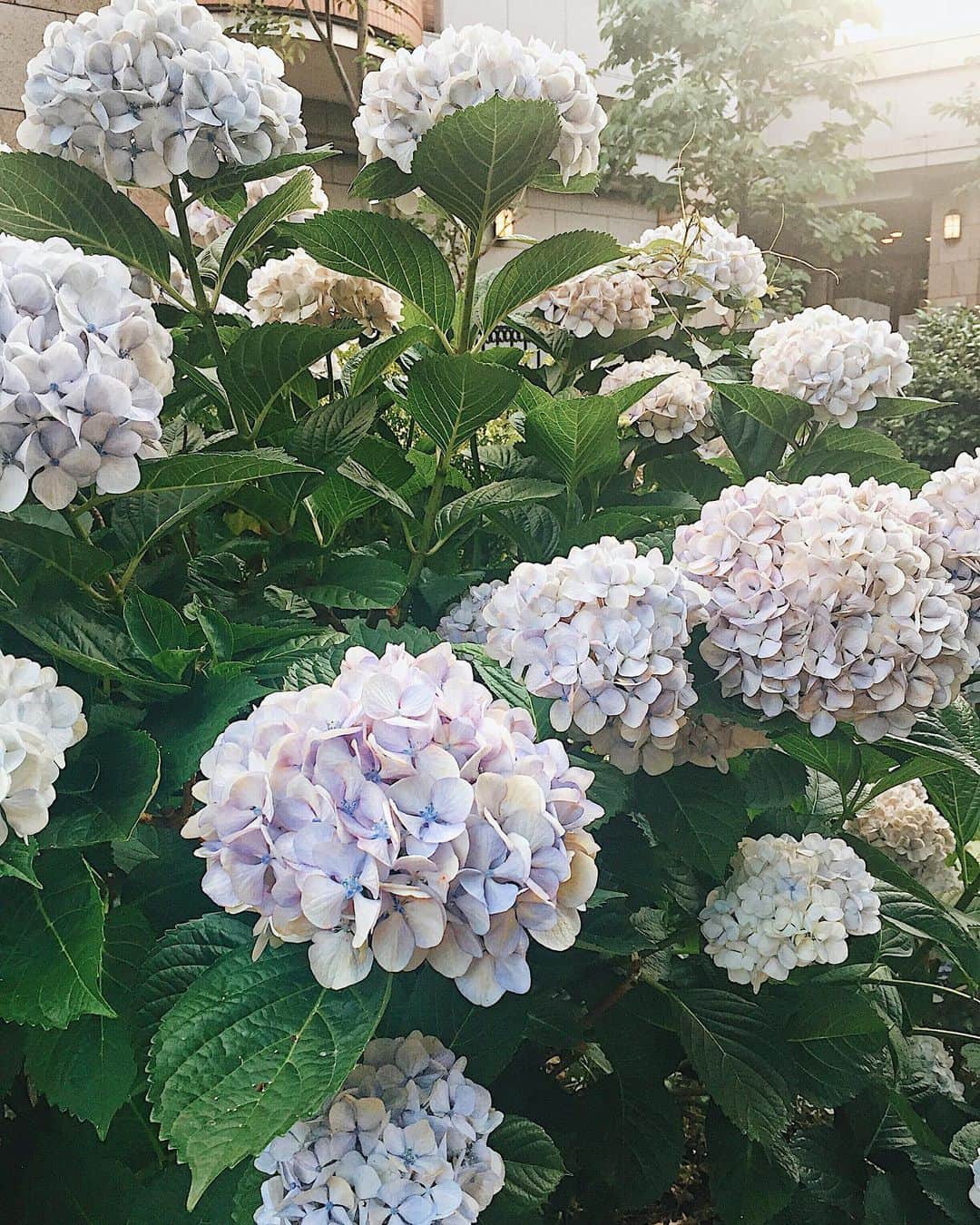 のインスタグラム：「通勤途中、咲き誇ってる紫陽花を発見😆💓 6月ですねー☺️梅雨ですねー☔️ #梅雨#紫陽花#アジサイ#purple#blue#blueflower#purpleflower#japan#hydrangea#hydrangeas#milliondollarflower#flower#flowers」