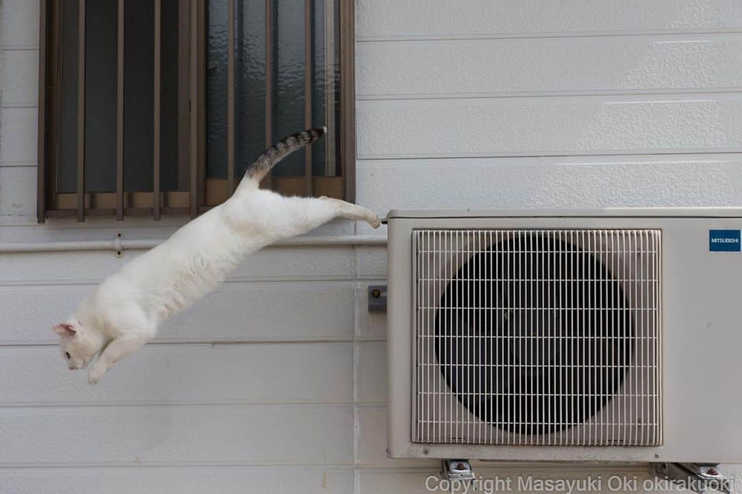 Masayukiさんのインスタグラム写真 - (MasayukiInstagram)「跳びこみ。  おはようございます。 Good morning from Tokyo Japan ☁️ #cat #ねこ #meowlympic #2020」6月11日 7時30分 - okirakuoki