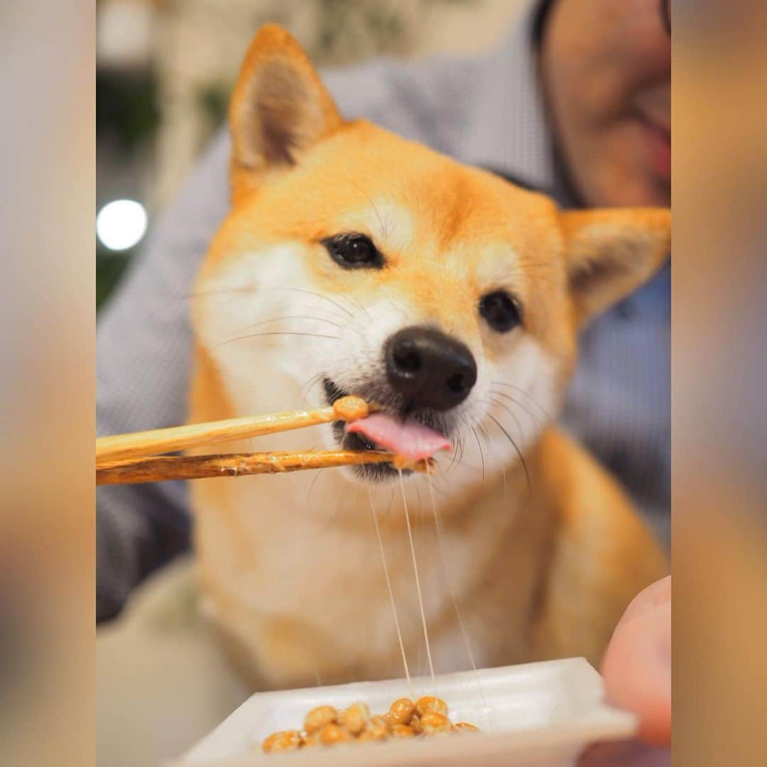 豆柴にこちゃんさんのインスタグラム写真 - (豆柴にこちゃんInstagram)「🐶 おはよー にこちゃん本日入院🏥 11時ごろに病院に預けにいくよ。 . 昨日は景気付けに大好物の納豆をあげたよ😋 . 3枚目は動画。 2、5、6枚目は liveやりながらの撮影もしてみました。 . みなさま、応援コメント たくさんありがとうございます🇯🇵 . にこ、がんばってきます✨ . #にこの右足闘病記 #柴犬#豆柴#pecoいぬ部#犬#わんこ#犬#ここ柴部#shibainu#dog#mameshiba#pecotv#dog#いぬのきもち部#しばいぬ#しばけん#こいぬ#シバイヌ#いぬ#イヌ#赤柴#マメシバ#ペット#日本犬#子犬#puppy#doggo#pet」6月11日 7時33分 - nikochan.mame48