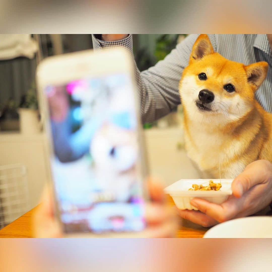 豆柴にこちゃんさんのインスタグラム写真 - (豆柴にこちゃんInstagram)「🐶 おはよー にこちゃん本日入院🏥 11時ごろに病院に預けにいくよ。 . 昨日は景気付けに大好物の納豆をあげたよ😋 . 3枚目は動画。 2、5、6枚目は liveやりながらの撮影もしてみました。 . みなさま、応援コメント たくさんありがとうございます🇯🇵 . にこ、がんばってきます✨ . #にこの右足闘病記 #柴犬#豆柴#pecoいぬ部#犬#わんこ#犬#ここ柴部#shibainu#dog#mameshiba#pecotv#dog#いぬのきもち部#しばいぬ#しばけん#こいぬ#シバイヌ#いぬ#イヌ#赤柴#マメシバ#ペット#日本犬#子犬#puppy#doggo#pet」6月11日 7時33分 - nikochan.mame48