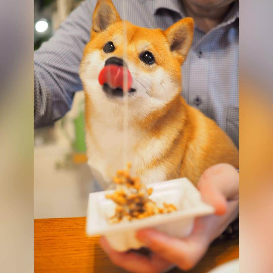 豆柴にこちゃんさんのインスタグラム写真 - (豆柴にこちゃんInstagram)「🐶 おはよー にこちゃん本日入院🏥 11時ごろに病院に預けにいくよ。 . 昨日は景気付けに大好物の納豆をあげたよ😋 . 3枚目は動画。 2、5、6枚目は liveやりながらの撮影もしてみました。 . みなさま、応援コメント たくさんありがとうございます🇯🇵 . にこ、がんばってきます✨ . #にこの右足闘病記 #柴犬#豆柴#pecoいぬ部#犬#わんこ#犬#ここ柴部#shibainu#dog#mameshiba#pecotv#dog#いぬのきもち部#しばいぬ#しばけん#こいぬ#シバイヌ#いぬ#イヌ#赤柴#マメシバ#ペット#日本犬#子犬#puppy#doggo#pet」6月11日 7時33分 - nikochan.mame48