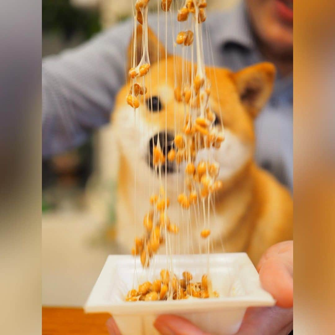 豆柴にこちゃんさんのインスタグラム写真 - (豆柴にこちゃんInstagram)「🐶 おはよー にこちゃん本日入院🏥 11時ごろに病院に預けにいくよ。 . 昨日は景気付けに大好物の納豆をあげたよ😋 . 3枚目は動画。 2、5、6枚目は liveやりながらの撮影もしてみました。 . みなさま、応援コメント たくさんありがとうございます🇯🇵 . にこ、がんばってきます✨ . #にこの右足闘病記 #柴犬#豆柴#pecoいぬ部#犬#わんこ#犬#ここ柴部#shibainu#dog#mameshiba#pecotv#dog#いぬのきもち部#しばいぬ#しばけん#こいぬ#シバイヌ#いぬ#イヌ#赤柴#マメシバ#ペット#日本犬#子犬#puppy#doggo#pet」6月11日 7時33分 - nikochan.mame48