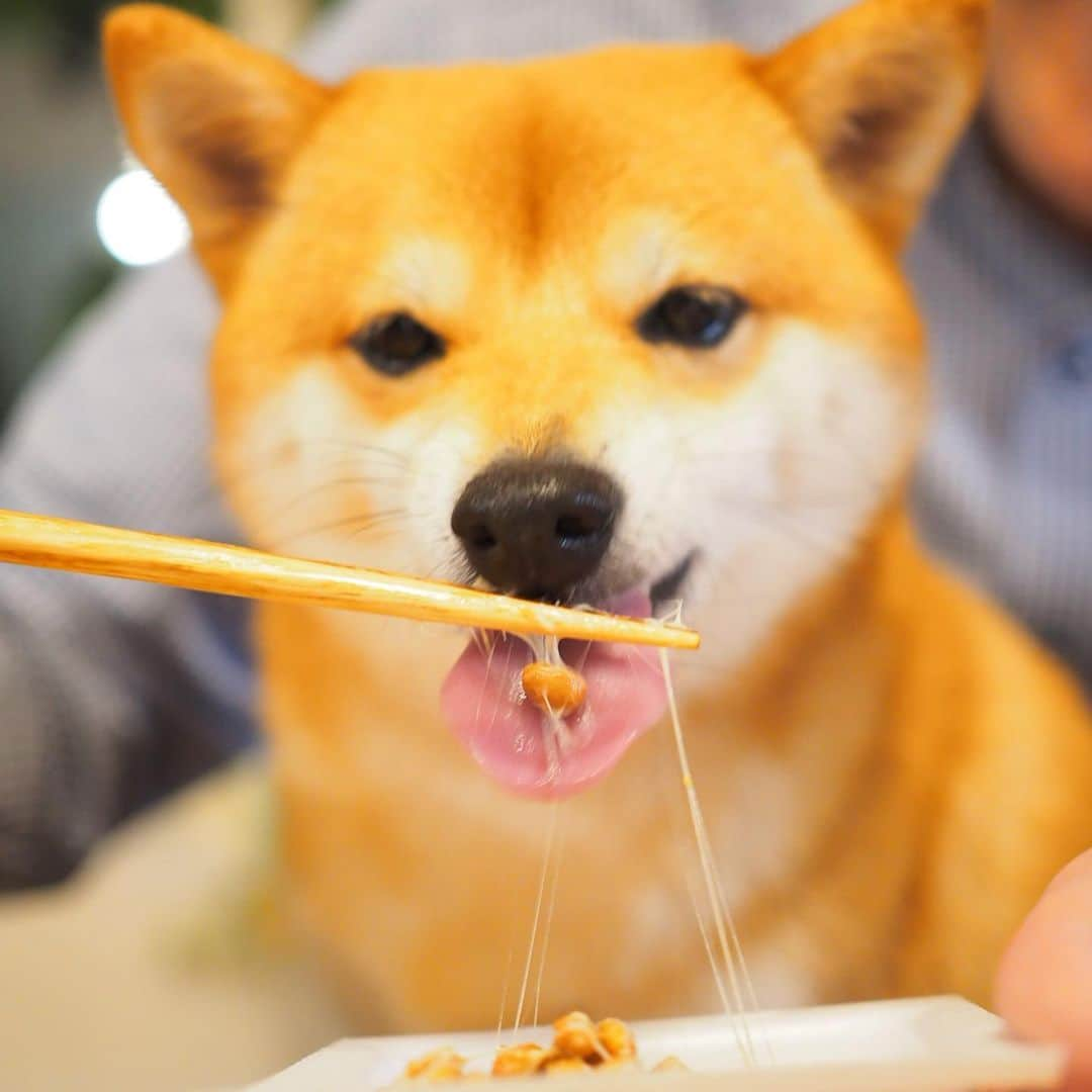 豆柴にこちゃんさんのインスタグラム写真 - (豆柴にこちゃんInstagram)「🐶 おはよー にこちゃん本日入院🏥 11時ごろに病院に預けにいくよ。 . 昨日は景気付けに大好物の納豆をあげたよ😋 . 3枚目は動画。 2、5、6枚目は liveやりながらの撮影もしてみました。 . みなさま、応援コメント たくさんありがとうございます🇯🇵 . にこ、がんばってきます✨ . #にこの右足闘病記 #柴犬#豆柴#pecoいぬ部#犬#わんこ#犬#ここ柴部#shibainu#dog#mameshiba#pecotv#dog#いぬのきもち部#しばいぬ#しばけん#こいぬ#シバイヌ#いぬ#イヌ#赤柴#マメシバ#ペット#日本犬#子犬#puppy#doggo#pet」6月11日 7時33分 - nikochan.mame48