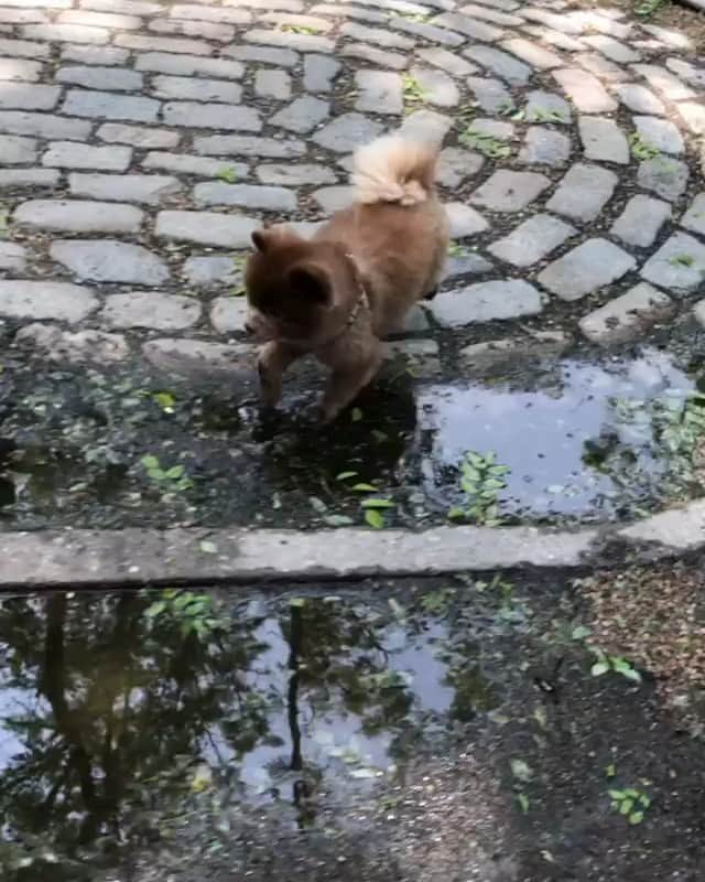 DogsOf Instagramのインスタグラム：「“Forgot how to puddle properly...” writes @bertiebertthepom  #dogsofinstagram」