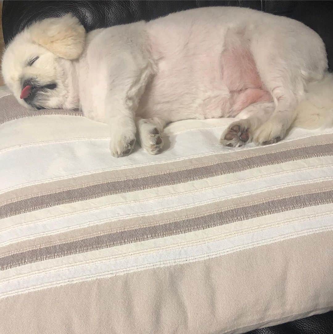 こなつのインスタグラム：「ぐっとnightもふもふ🐖💕🐖💕」