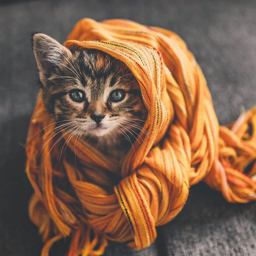 Holly Sissonのインスタグラム：「Peeking out at Monday! ☺️🐱❤️ #kitten #tabbykitty #mainecoon (See more of Emma on @pitterpatterfurryfeet) ~ Canon 1D X MkII + 16–35 f2.8L @ 35mm f2.8 See my bio for full camera equipment information plus info on how I process my images. 😊」