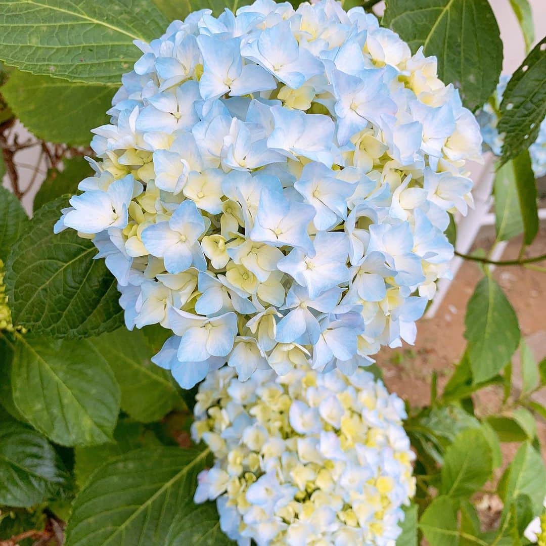 MARIA-Eさんのインスタグラム写真 - (MARIA-EInstagram)「. ‪紫陽花、綺麗だね。‬ . ‪みんなの所も咲いてるかな？？😌‬」6月10日 23時53分 - maria.eeee
