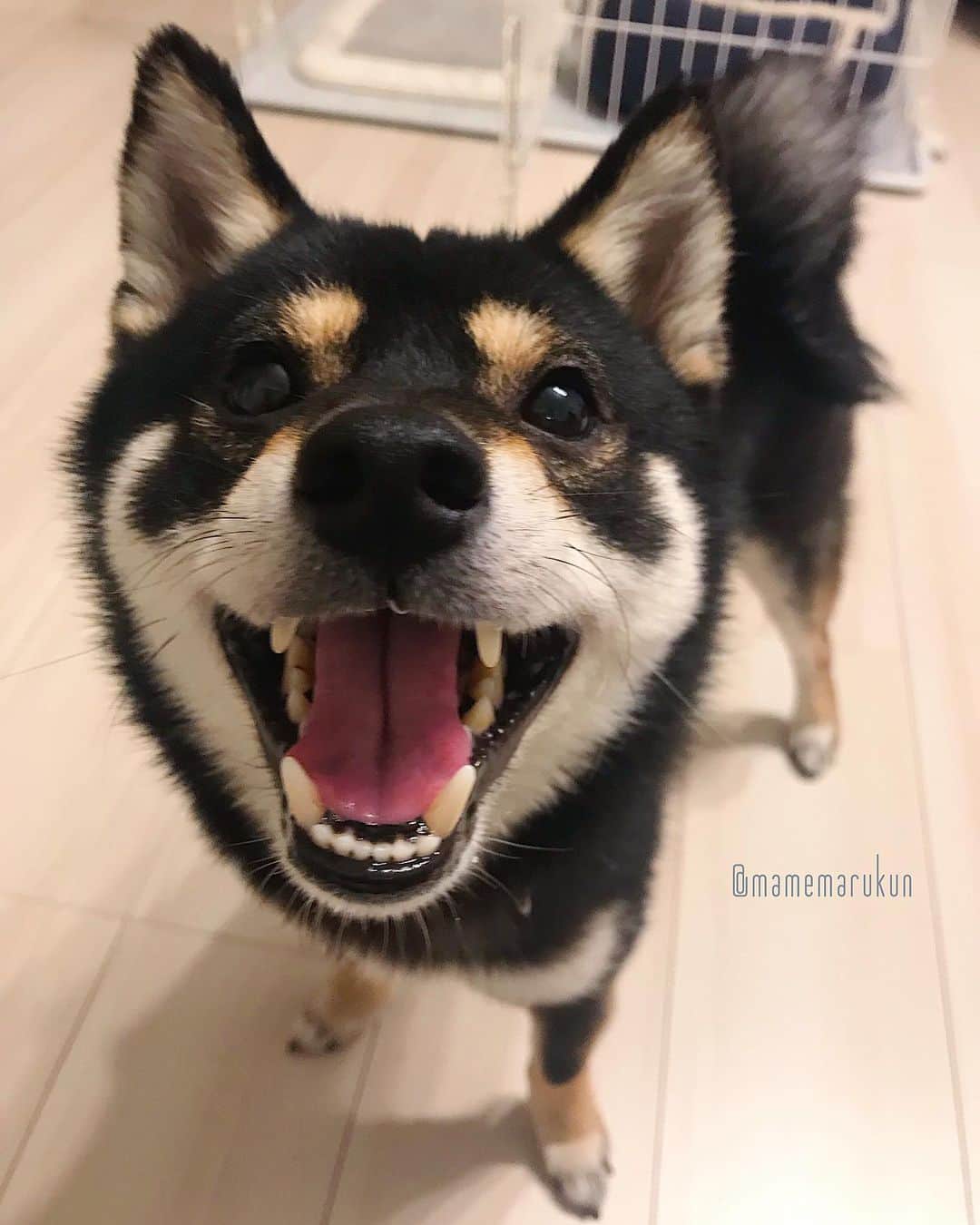 まめ丸のインスタグラム：「* * 今日はちょっとさむかったねー🐶💦 ここで耳より情報なんだけど、 ぼくをだっこするとあったかいんだよ🐶💓 * good night🐶⭐️ #boopthesnoot * #モフモフおひとついかがですか #あったかいよ🐶💓 #みんなカゼひかないでね🍀 * #柴犬#豆柴#柴#黒柴#黒豆柴#犬#ふわもこ部#shiba#shibainu#shibastagram#shibadog#puppy#instadog#dogstagram#dog#mameshiba#instashiba#petstagram#pet#buzzfeedanimals#cute#cutedog#강아지#멍스타그램#doglover#worldofcutepets」