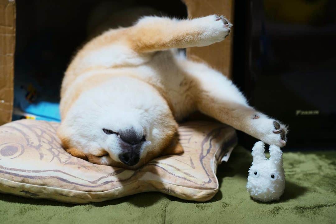 まる（まるたろう）さんのインスタグラム写真 - (まる（まるたろう）Instagram)「Good night!!✨🐶💤✨今日も涼しいからお布団かけて寝ましょうね〜 #はみ出し気味 #MM隊出動 #お手数をおかけします #大変な時は #誰かに頼ってもいいんだよ #甘えちゃおう #パパは甘え過ぎだから #それ以上はダメですよ」6月11日 0時13分 - marutaro